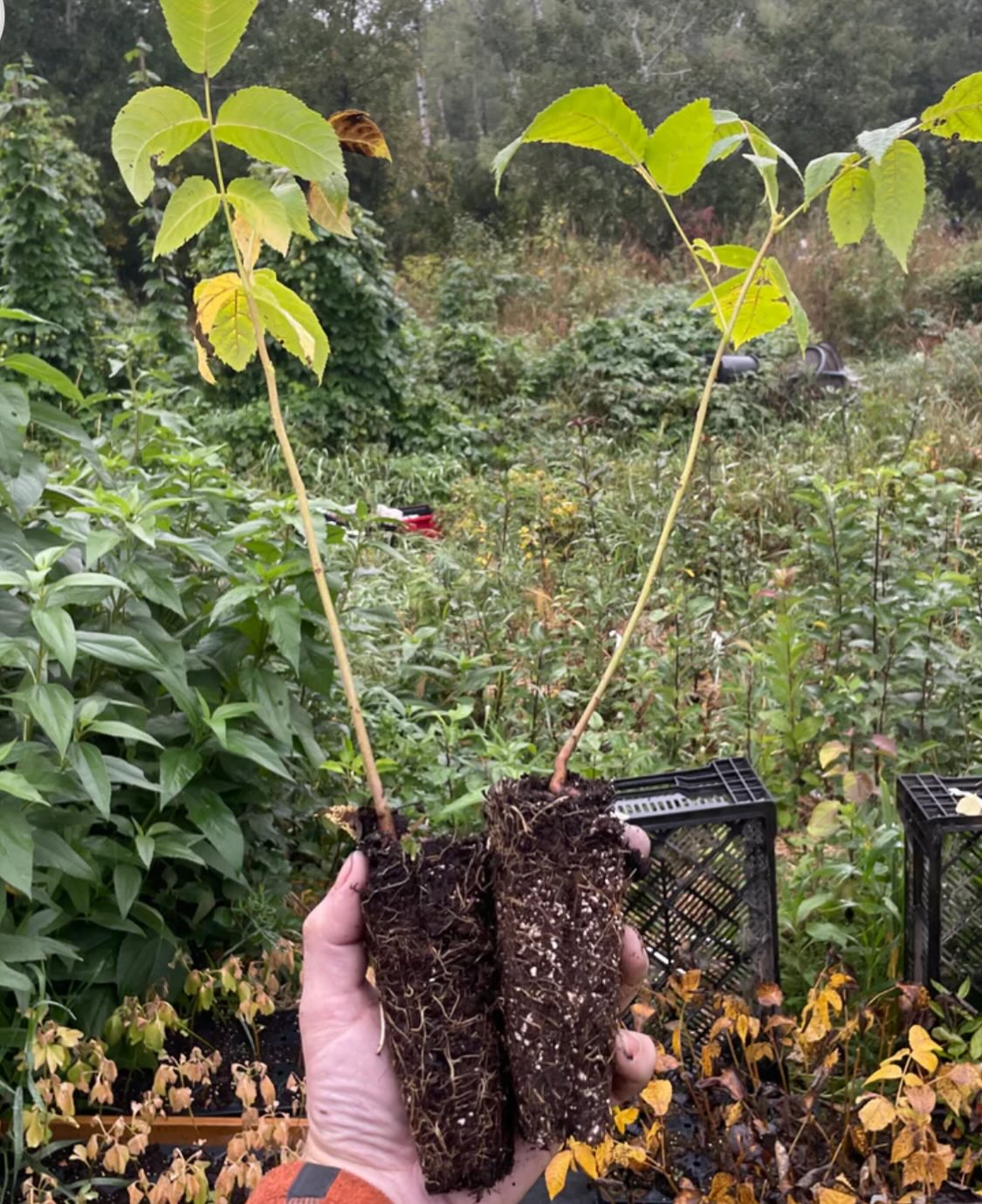 black walnuts can grow in Manitoba, I've been collecting them from large trees around the province so we have the cold, image 4 of 7