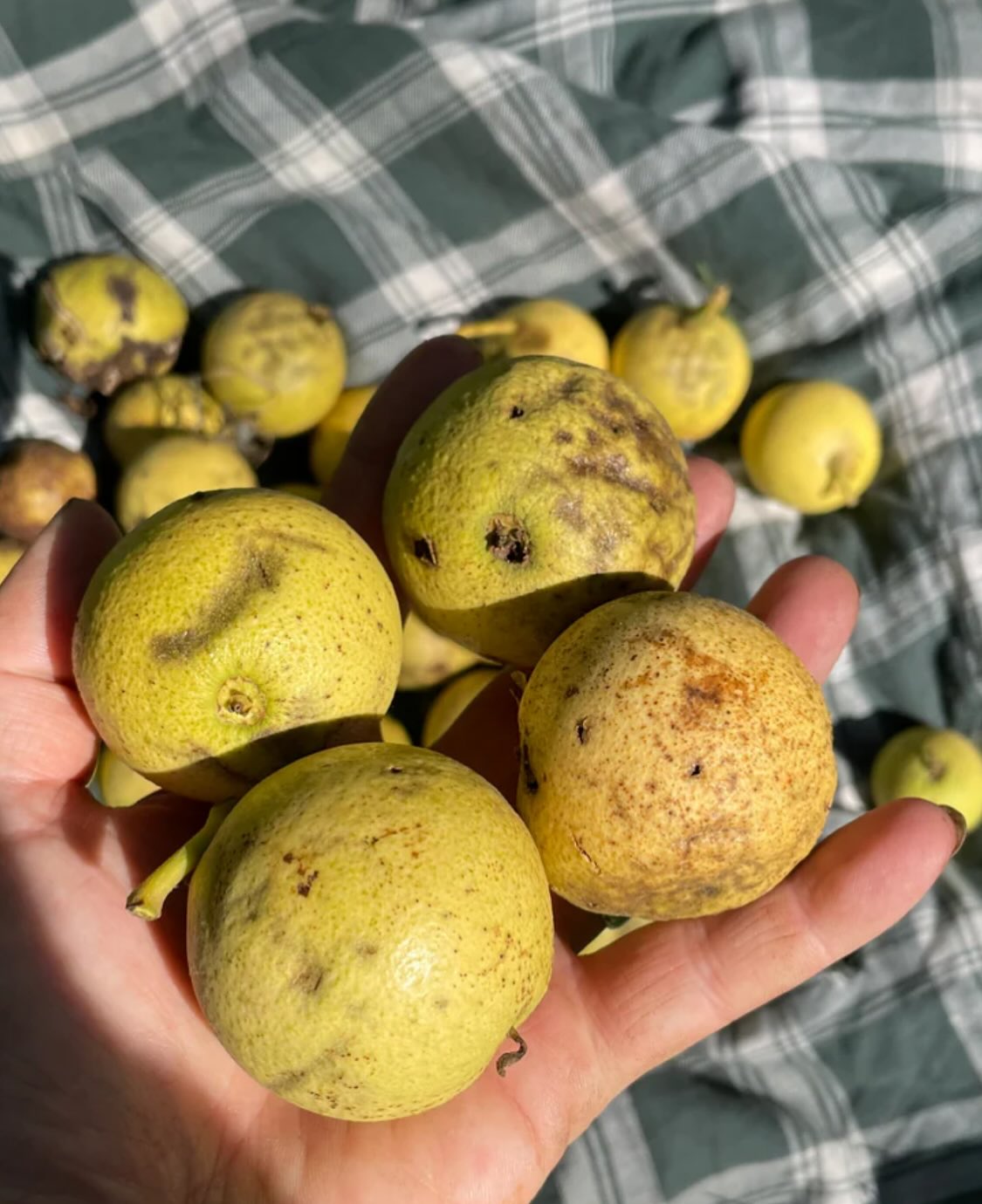 black walnuts can grow in Manitoba, I've been collecting them from large trees around the province so we have the cold, image 5 of 7
