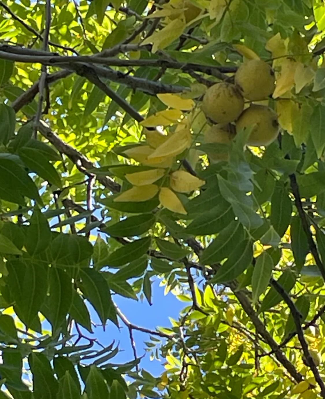 black walnuts can grow in Manitoba, I've been collecting them from large trees around the province so we have the cold, image 6 of 7
