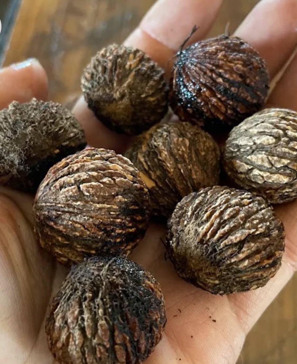 black walnuts can grow in Manitoba, I've been collecting them from large trees around the province so we have the cold, image 7 of 7