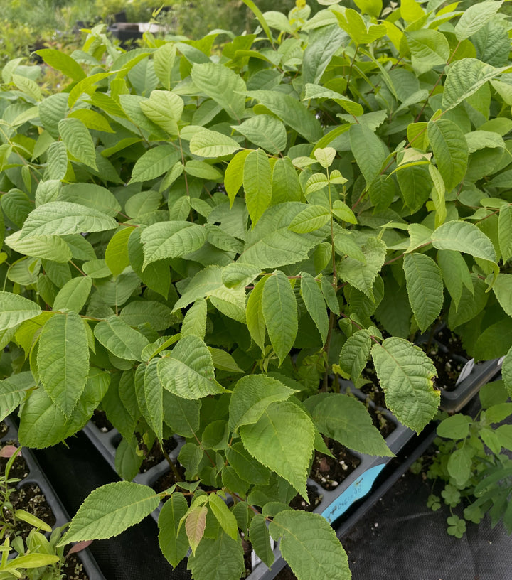 black walnuts growing in these oversized plug trays, about two or three months from planting, image 1 of 3