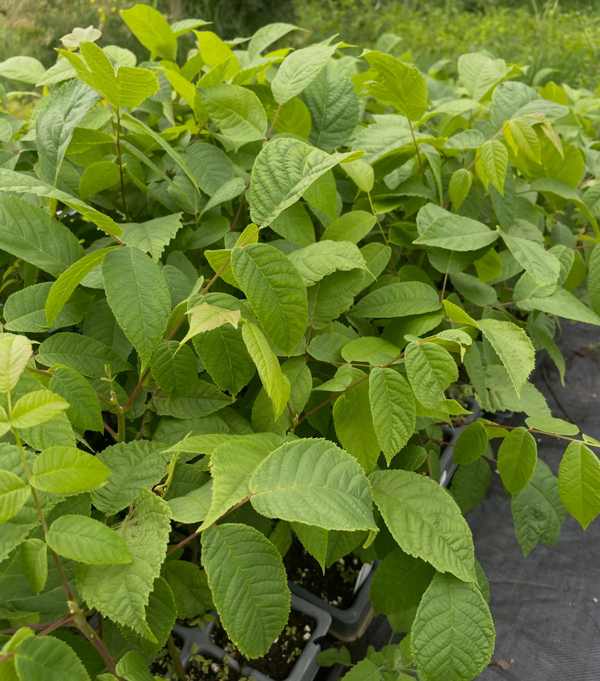 black walnuts growing in these oversized plug trays, about two or three months from planting, image 2 of 3