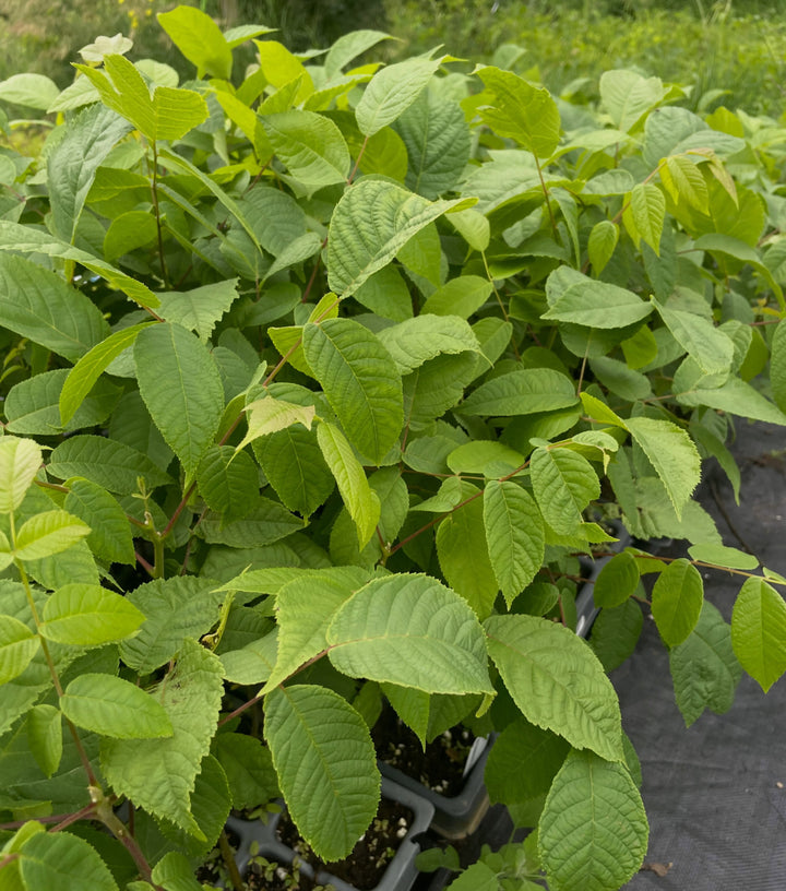 black walnuts growing in these oversized plug trays, about two or three months from planting, image 2 of 3