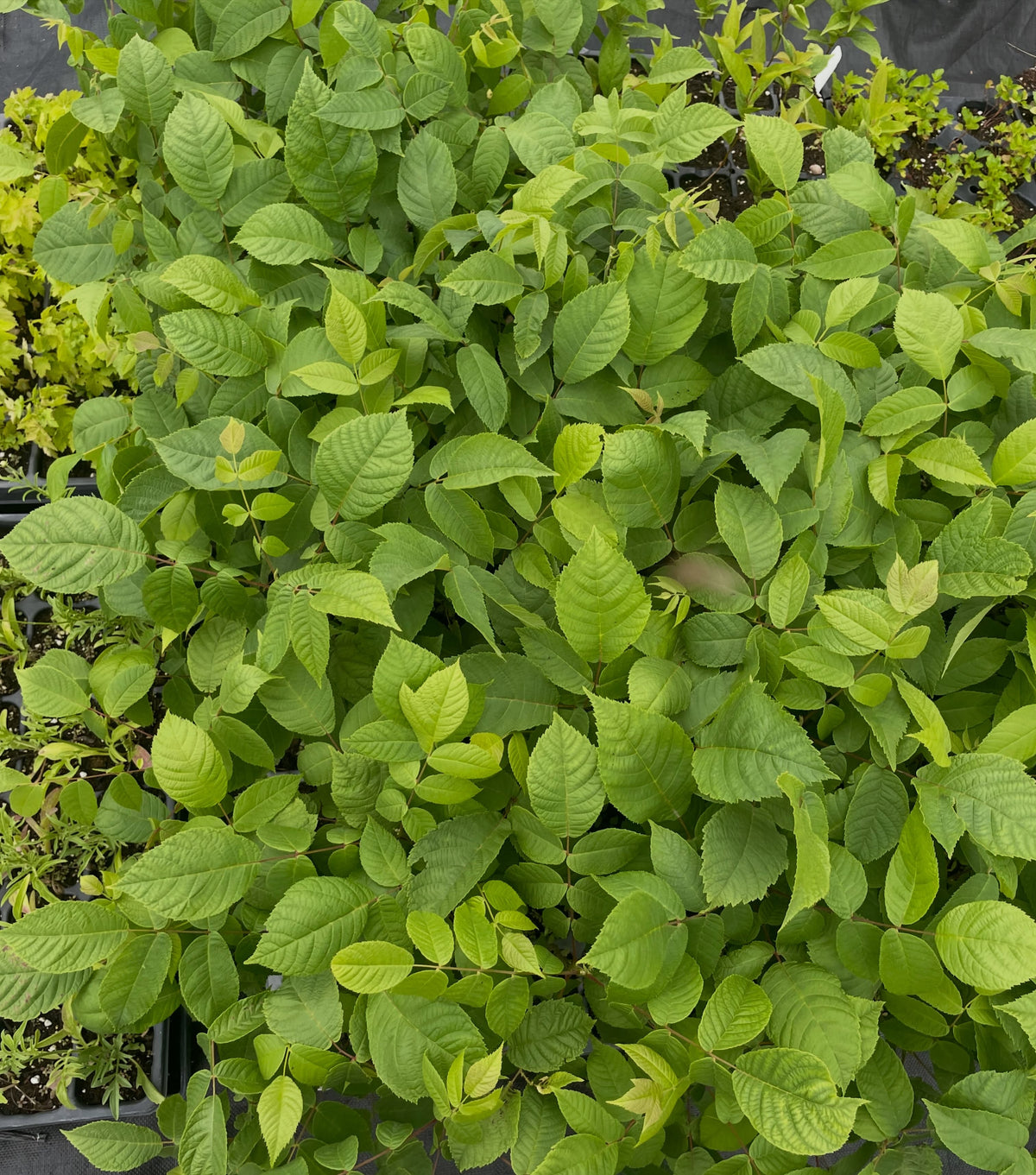 black walnuts growing in these oversized plug trays, about two or three months from planting, image 3 of 3