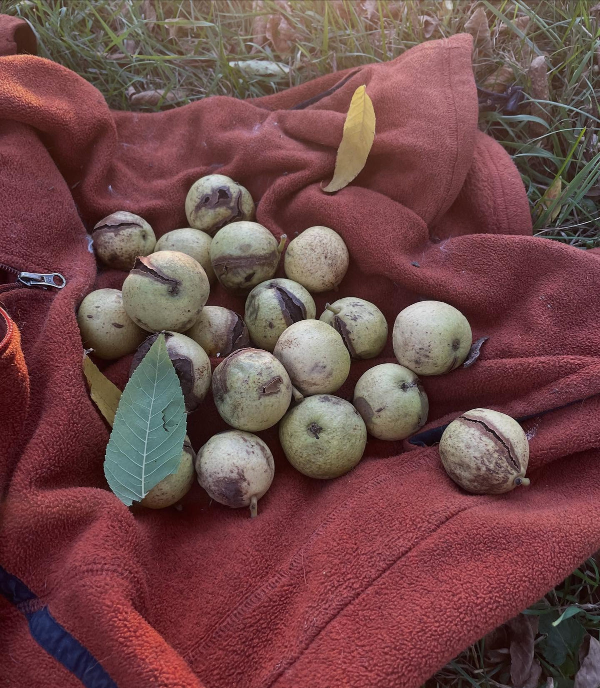 black walnuts starting to fall on this tree, though I've heard from others their walnuts have all dropped, image 1 of 3