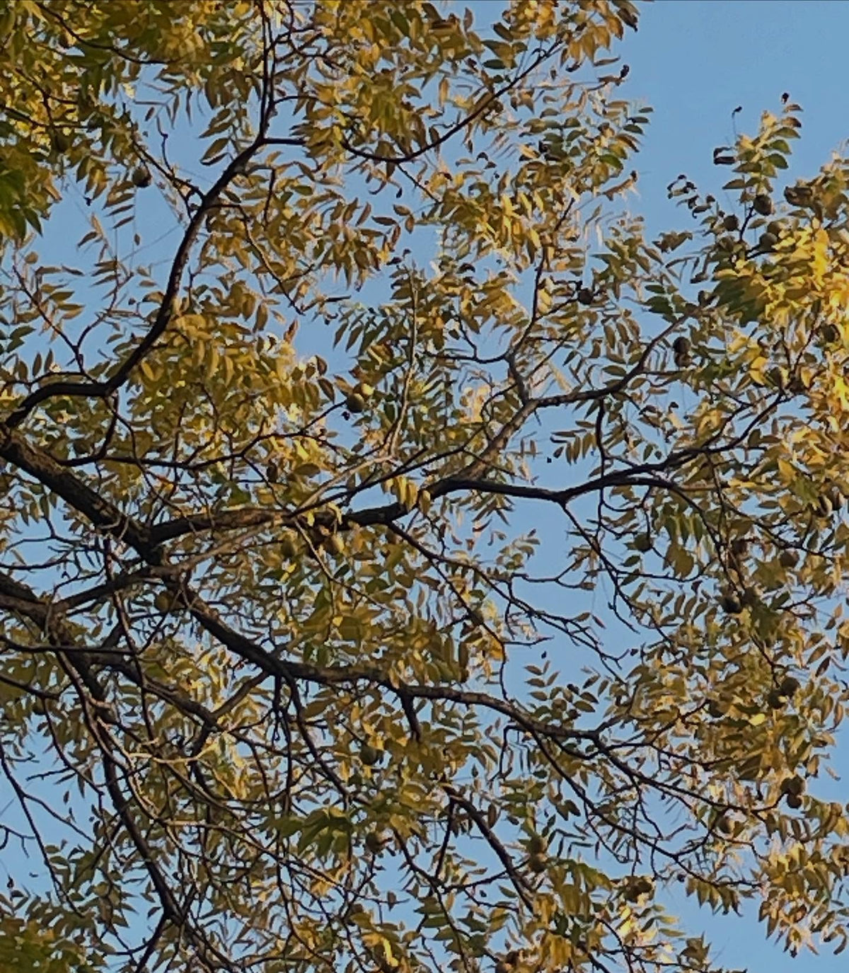 black walnuts starting to fall on this tree, though I've heard from others their walnuts have all dropped, image 2 of 3