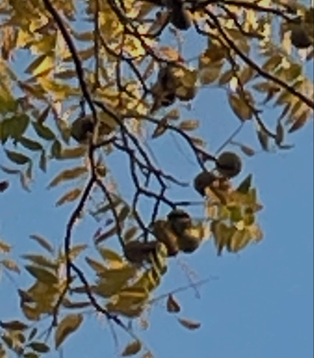 black walnuts starting to fall on this tree, though I've heard from others their walnuts have all dropped, image 3 of 3