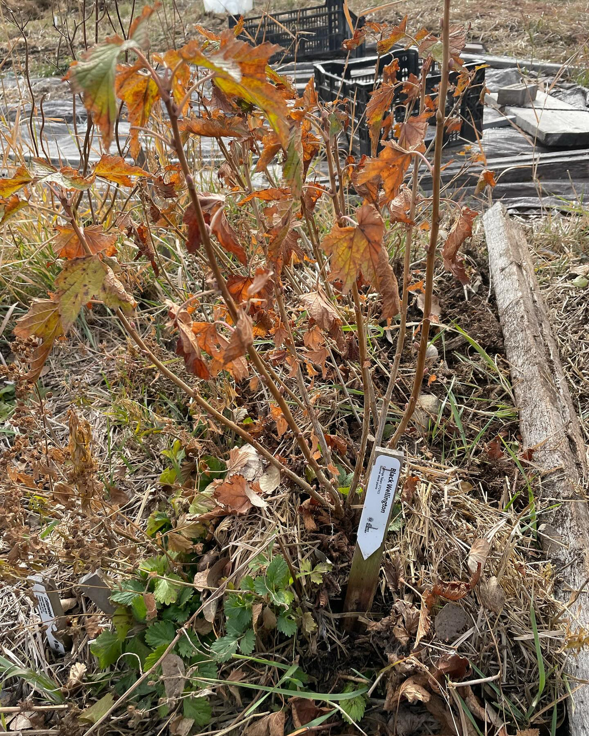 black wellington currant, image 1 of 2