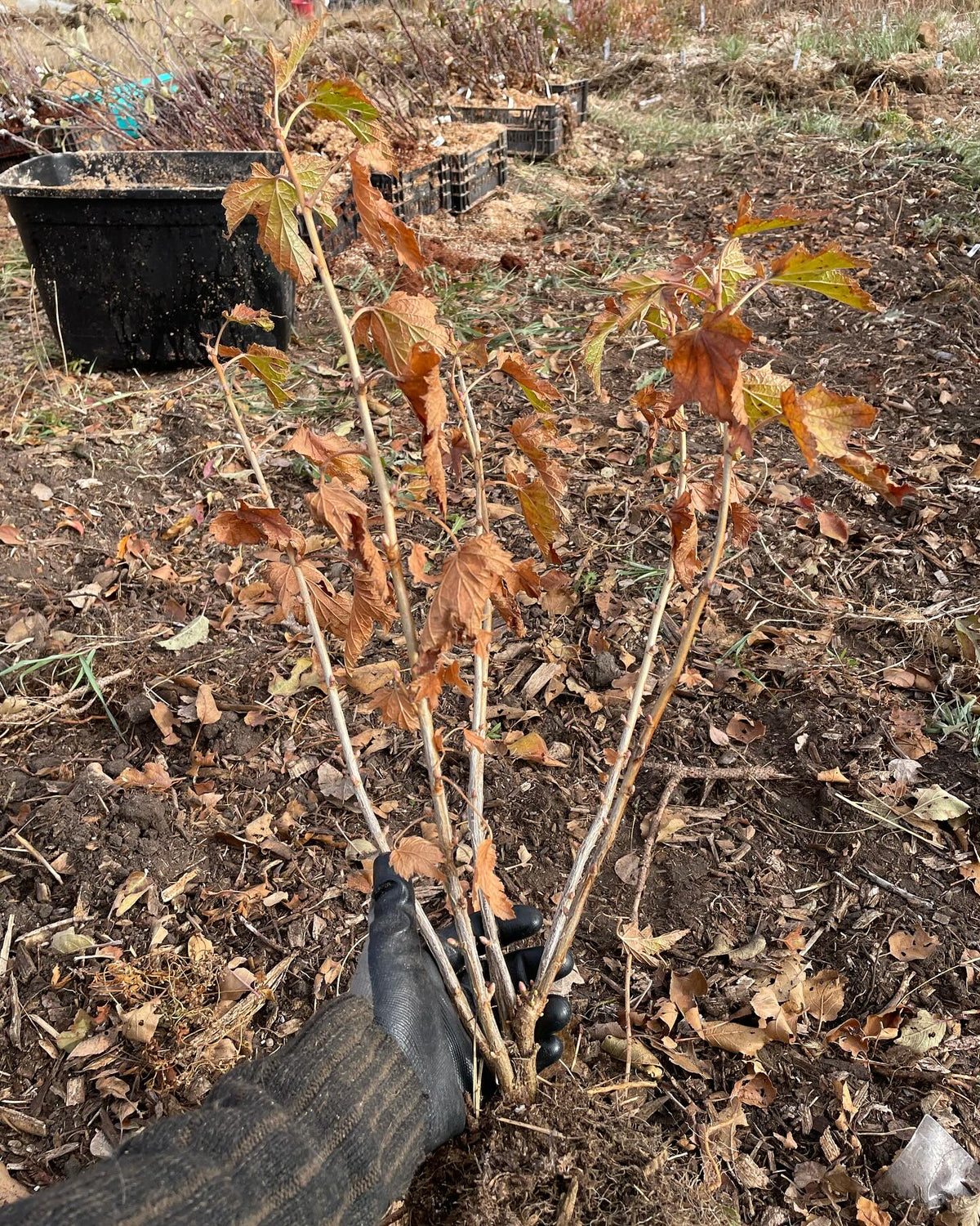 black wellington currant, image 2 of 2