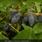 Haskap - Boreal Blizzard (Lonicera caerulea 'Boreal Blizzard')
