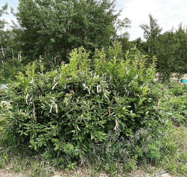 block of black chokecherry, prunus virginiana var melanocarpa grafted over to an assortment of other prunus to trial compatibility, grow out budwood for august budding onto rootstocks, and to produce softwood for rooting