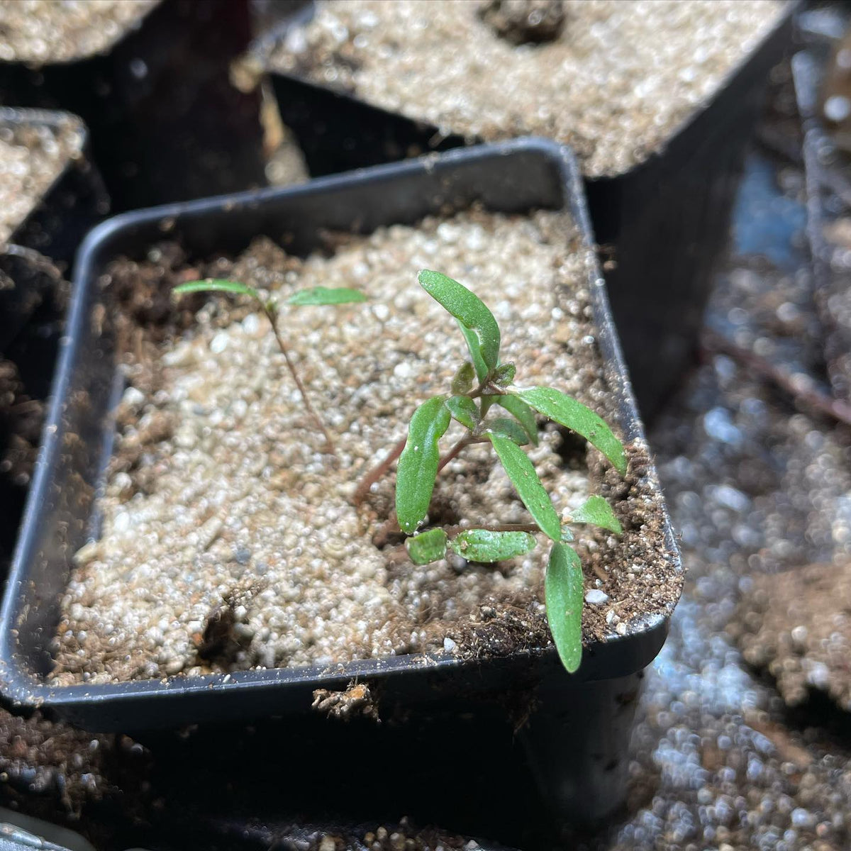 blue spice basil