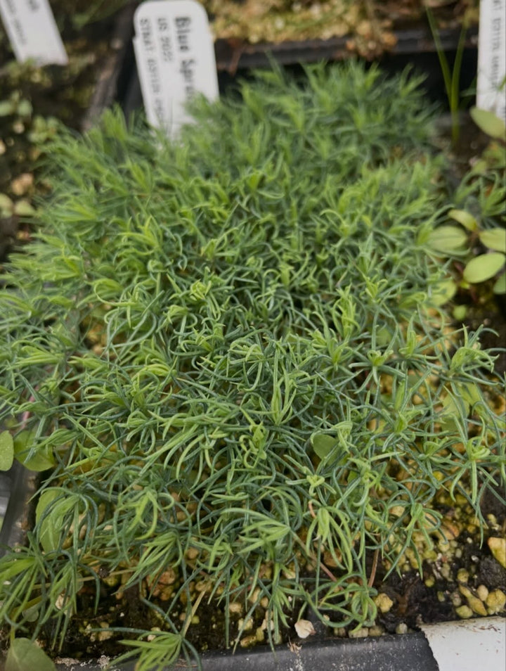 blue spruce seedlings