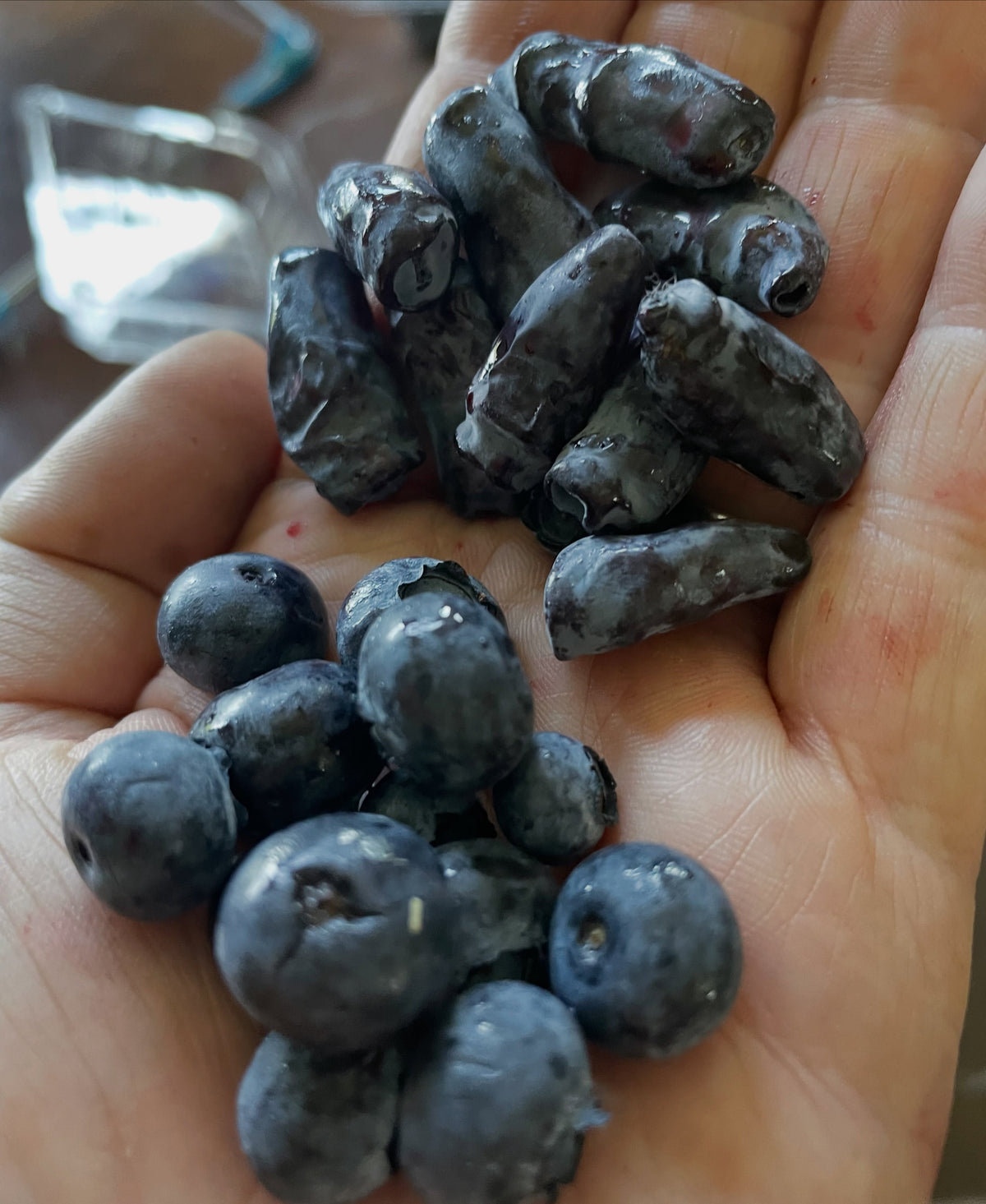 blueberries vs haskap