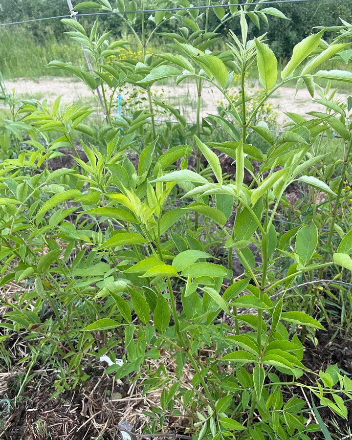 bob gordon elderberry in it’s second year, I cut it flush to the ground in the fall, image 1 of 2