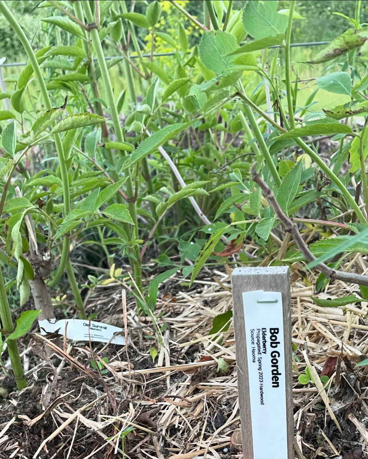 bob gordon elderberry in it’s second year, I cut it flush to the ground in the fall, image 2 of 2