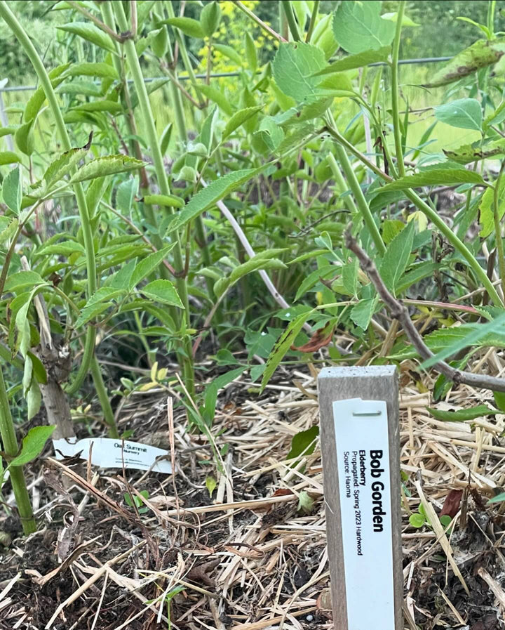 bob gordon elderberry in it’s second year, I cut it flush to the ground in the fall, image 2 of 2