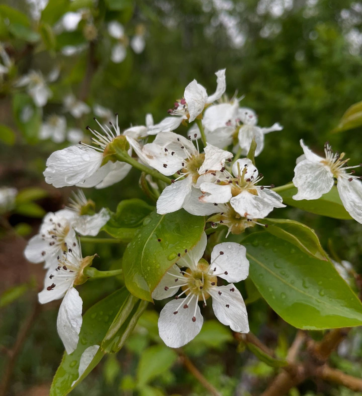 bolshaya pear full of flowers, image 1 of 4