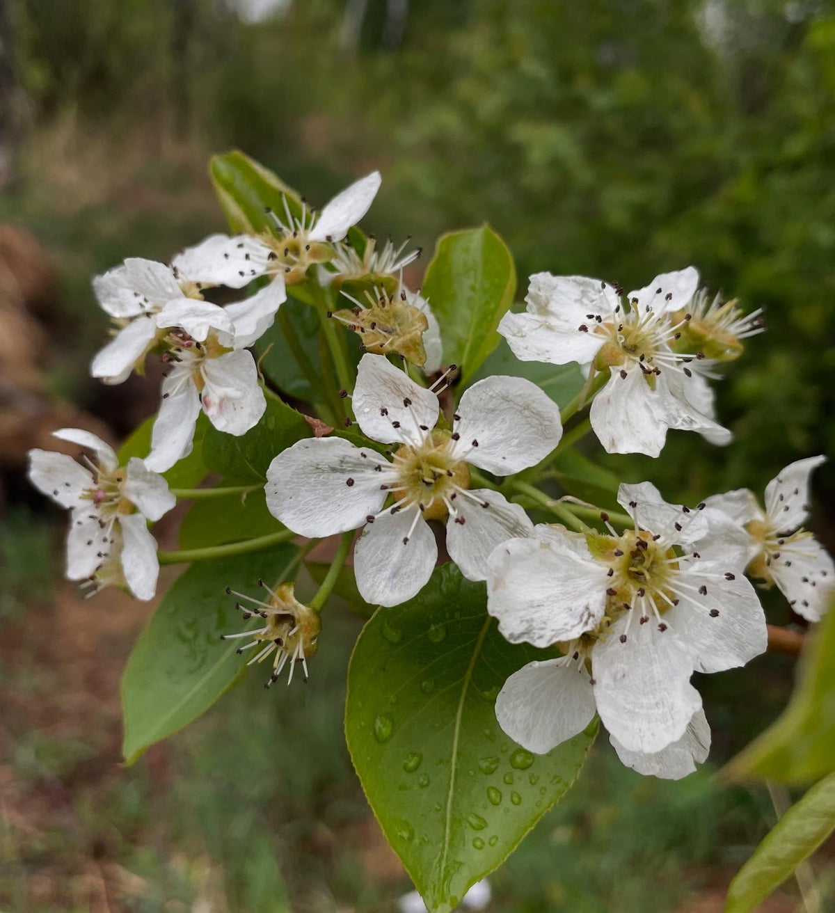 bolshaya pear full of flowers, image 3 of 4