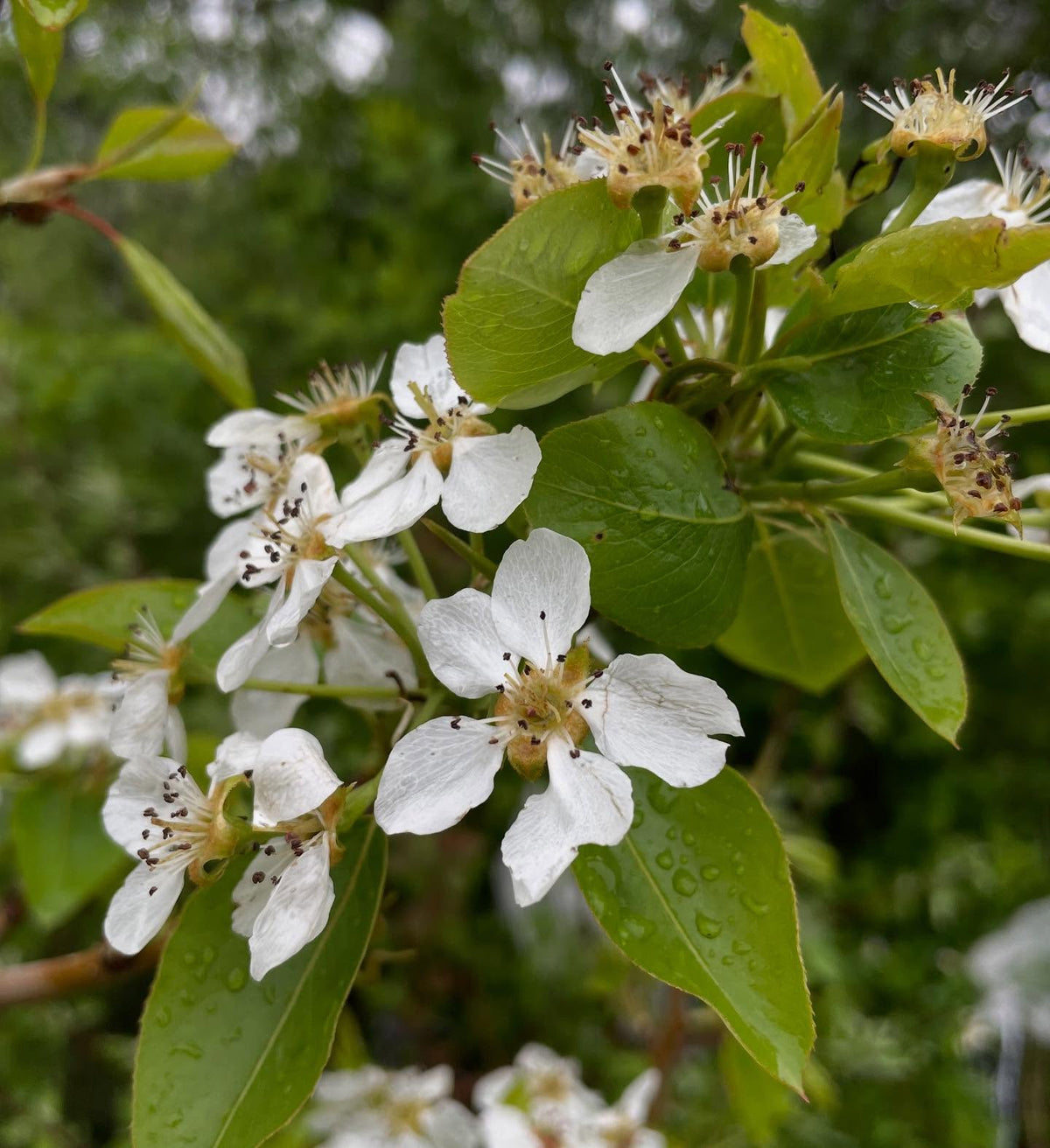 bolshaya pear full of flowers, image 4 of 4