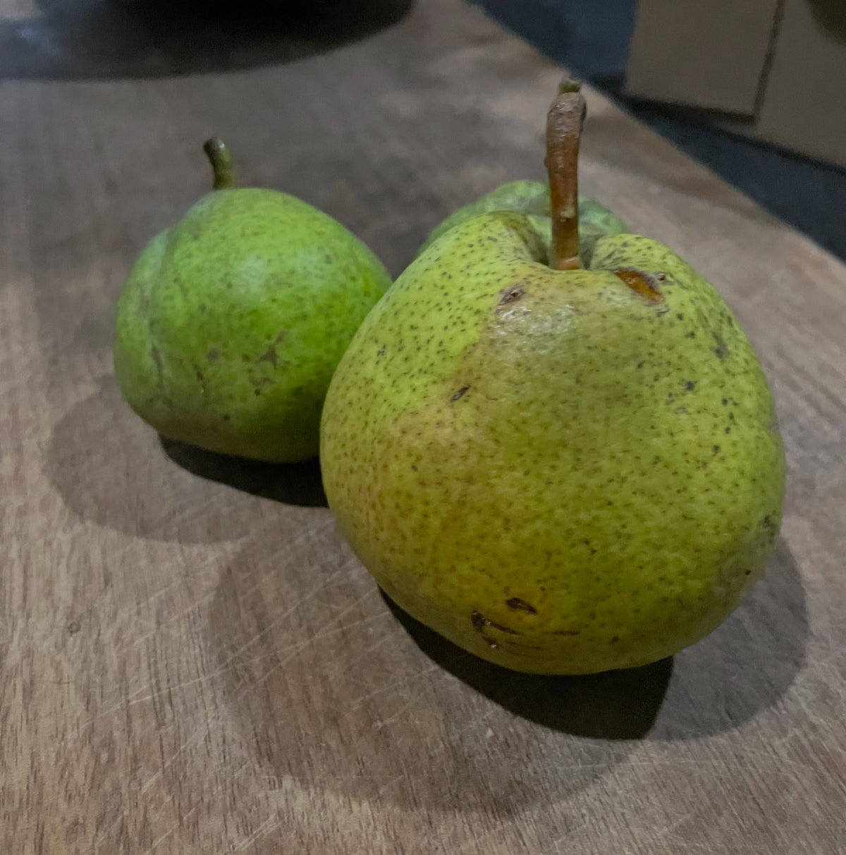 Bolshaya pear ripening in early September