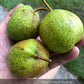 Bolshaya Pear Tree
