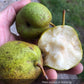 Bolshaya Pear Tree