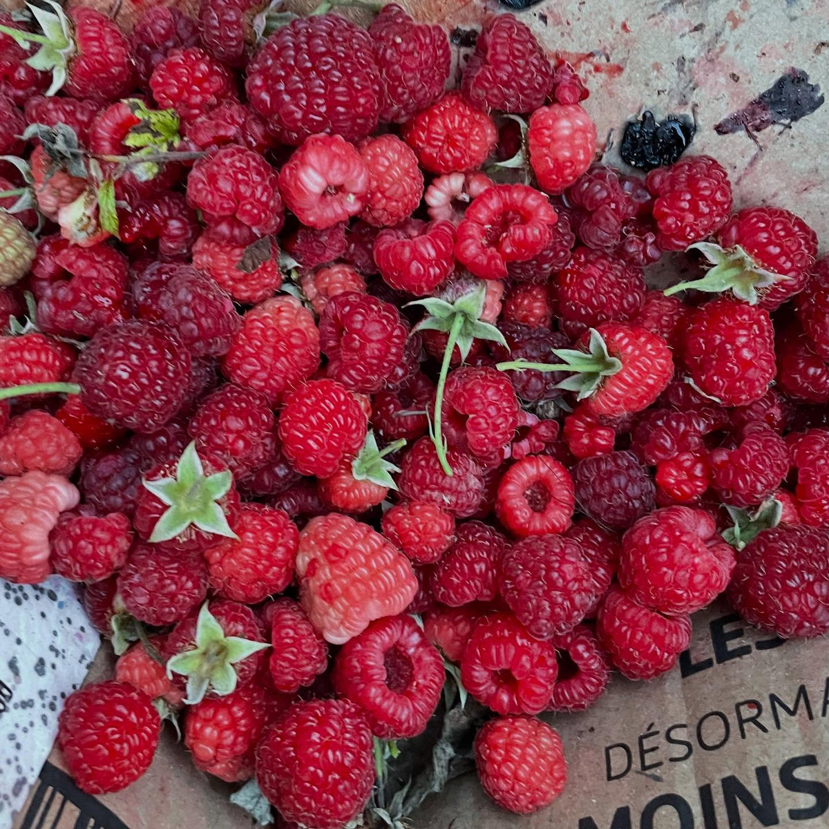boyne raspberries, it's a Canadian introduction and ripens early, image 1 of 4