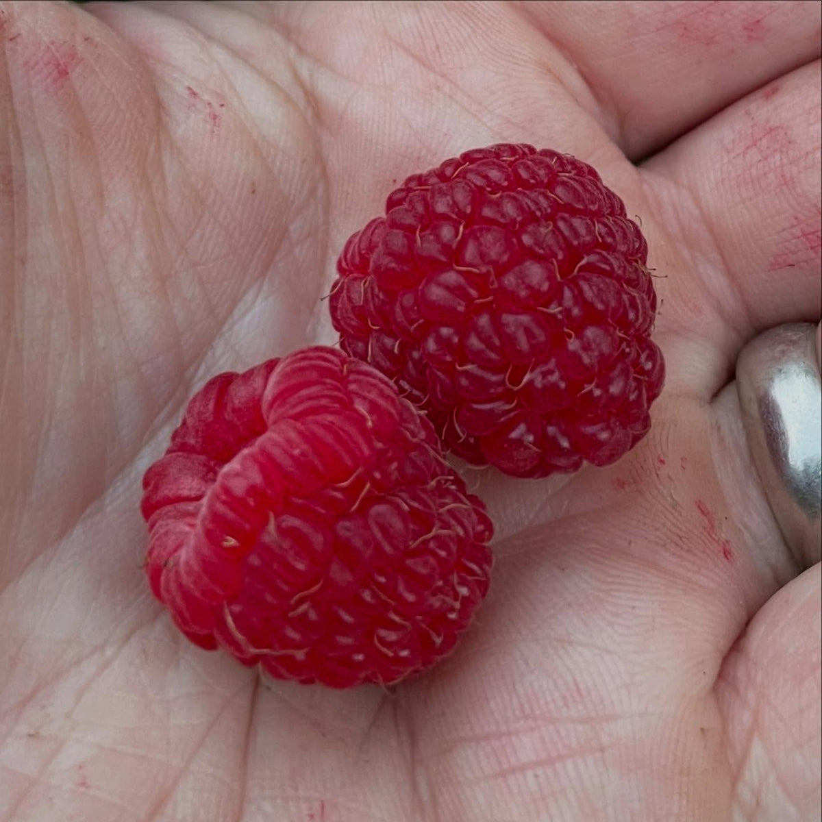 boyne raspberries, it's a Canadian introduction and ripens early, image 2 of 4