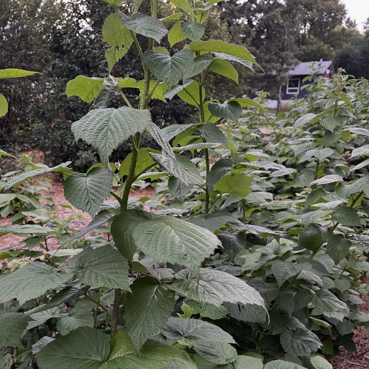boyne raspberries, it's a Canadian introduction and ripens early, image 3 of 4