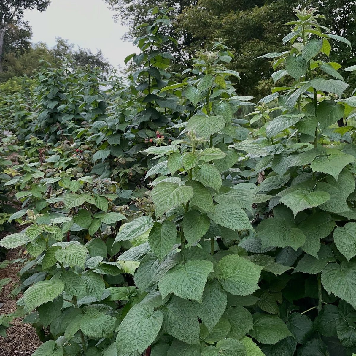 boyne raspberries, it's a Canadian introduction and ripens early, image 4 of 4