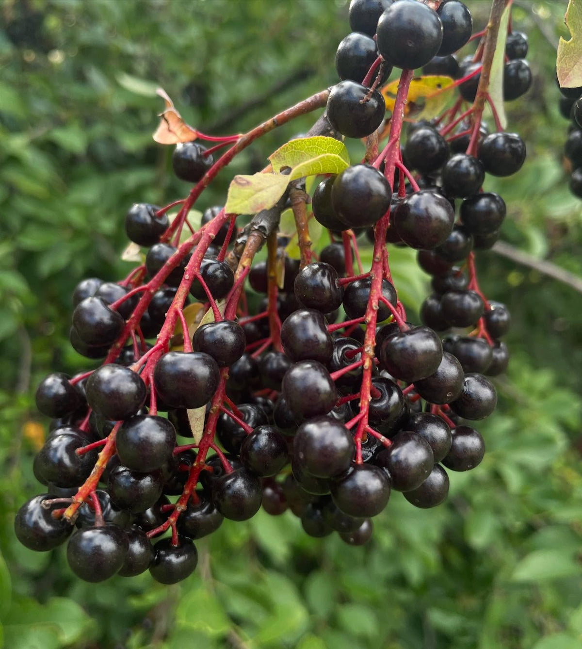 branches just hanging to the ground loaded with chokeberries, these are the native prunus virginiana var melanocarpa