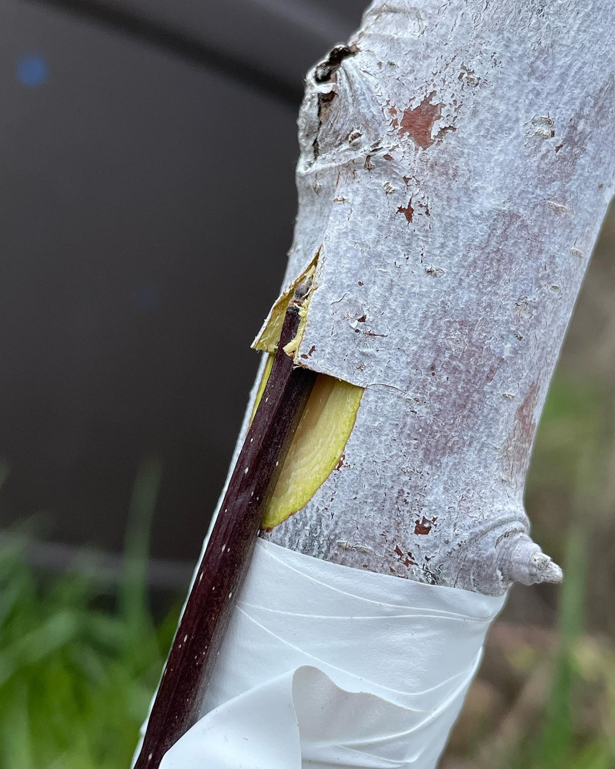 bridge grafting to fix vole damage #grafting #orchard, image 1 of 3