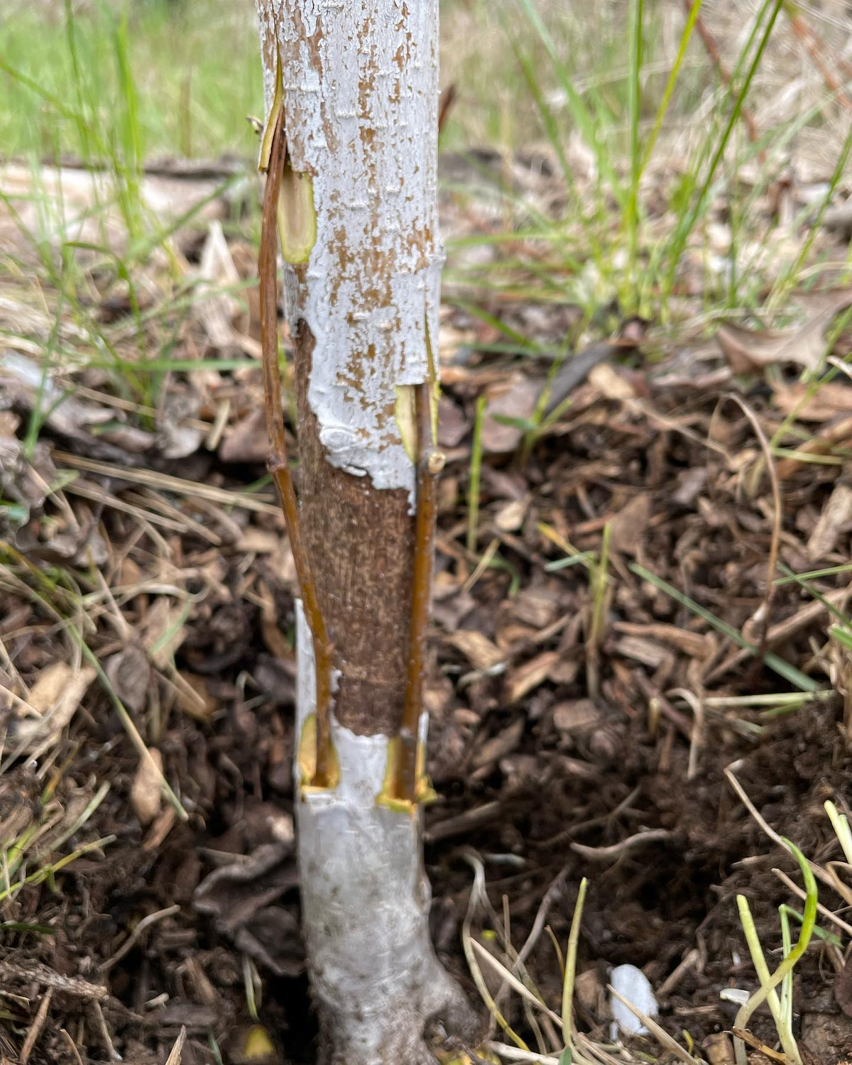 bridge grafting to fix vole damage #grafting #orchard, image 2 of 3