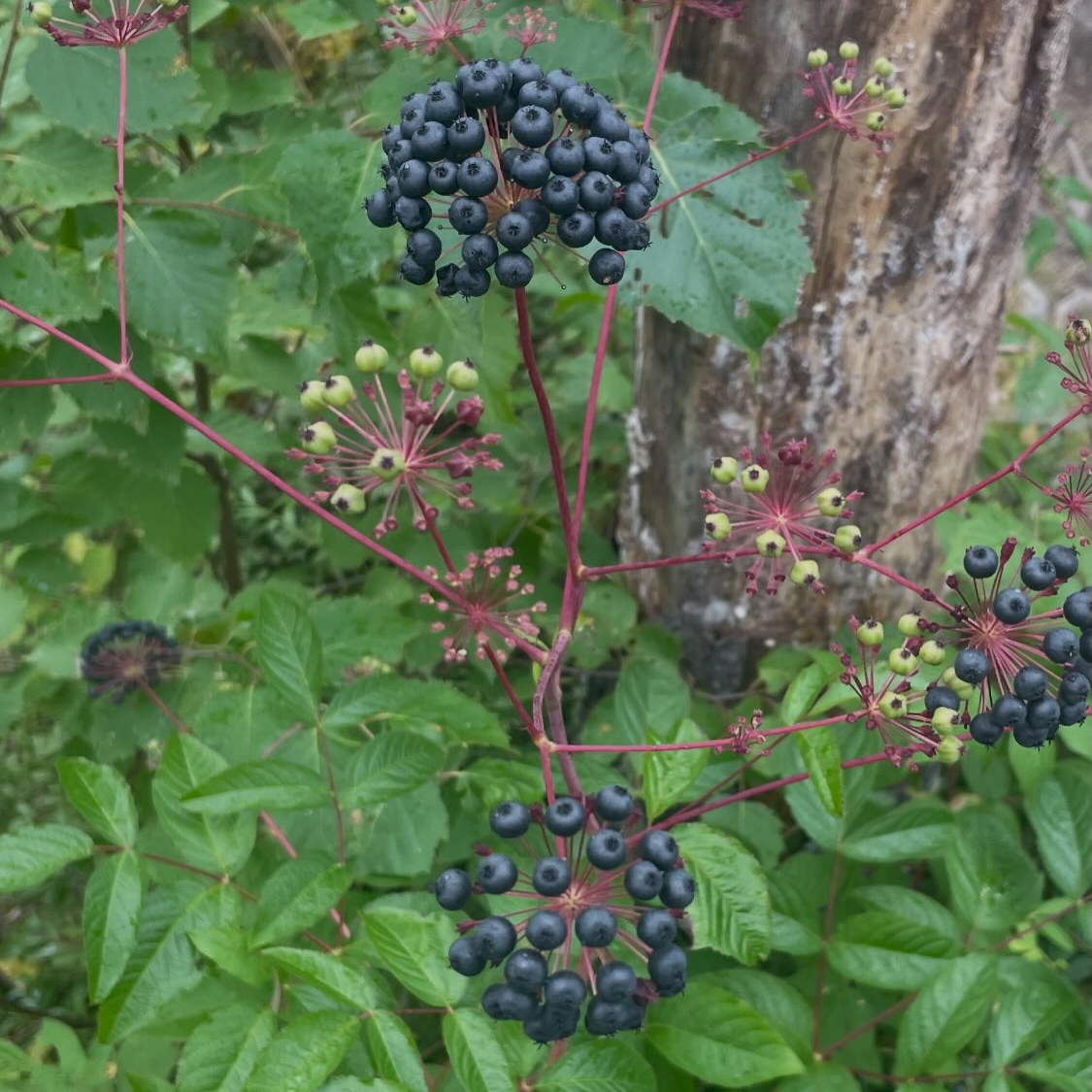 bristly sarsaparilla collected on a hike in august