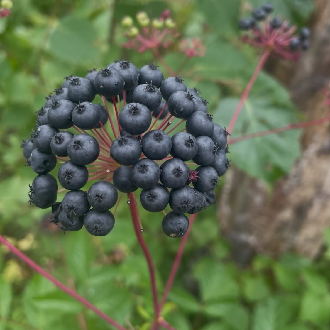 Bristly Sarsaparilla Seeds