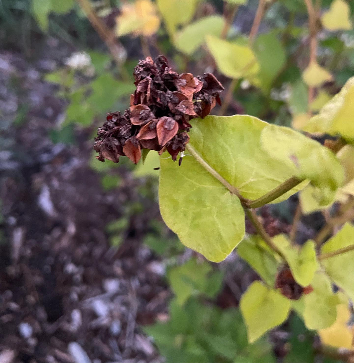 buckwheat seed ready to collect, seems to go on flowering for a long while, image 1 of 2