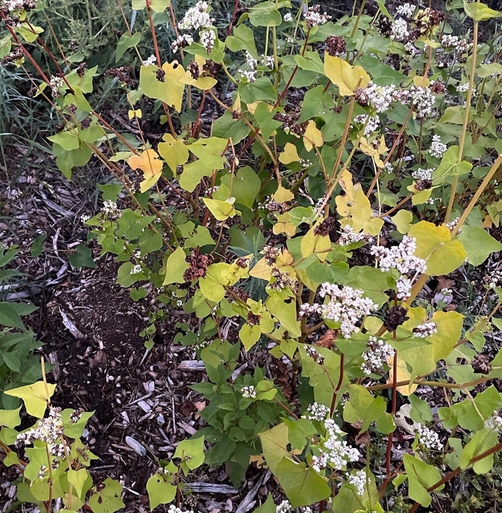 buckwheat seed ready to collect, seems to go on flowering for a long while, image 2 of 2