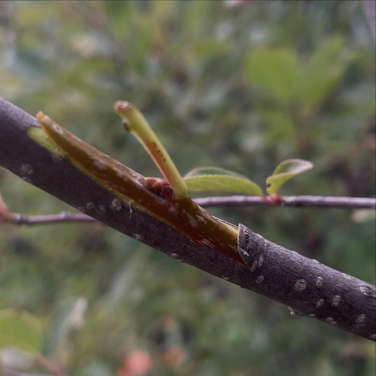 budding, I'm a little hit and miss on it, image 1 of 4