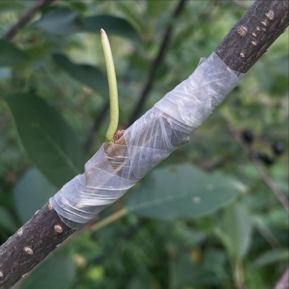 budding, I'm a little hit and miss on it, image 2 of 4
