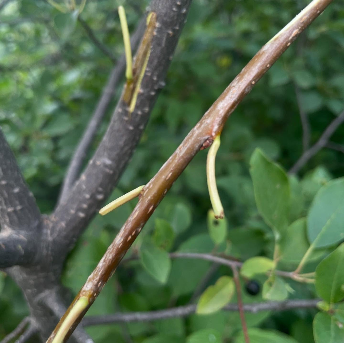 budding, I'm a little hit and miss on it, image 3 of 4