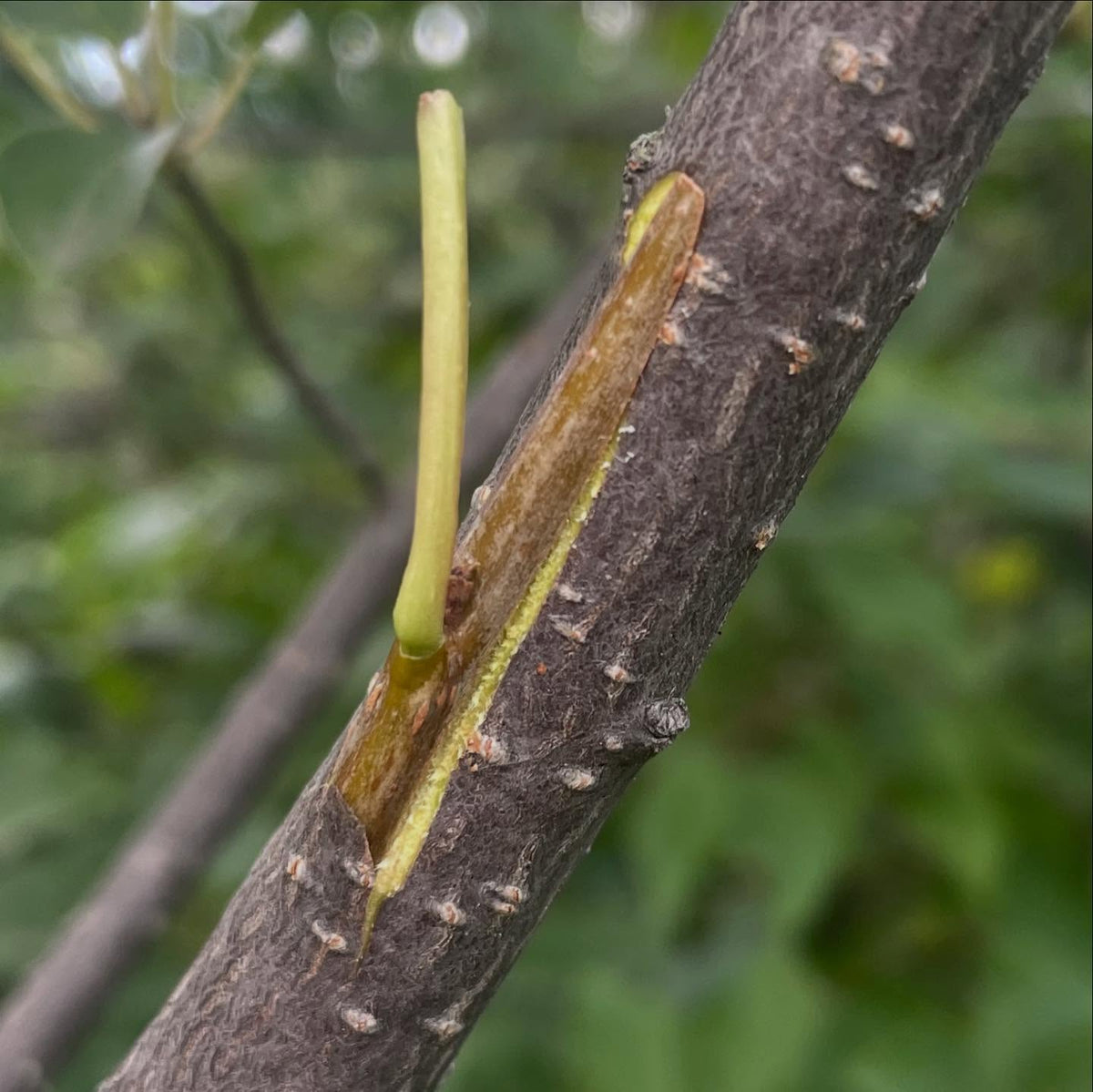 budding, I'm a little hit and miss on it, image 4 of 4