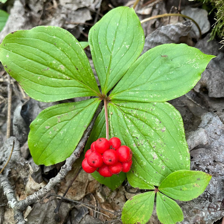 bunch berries, image 1 of 2
