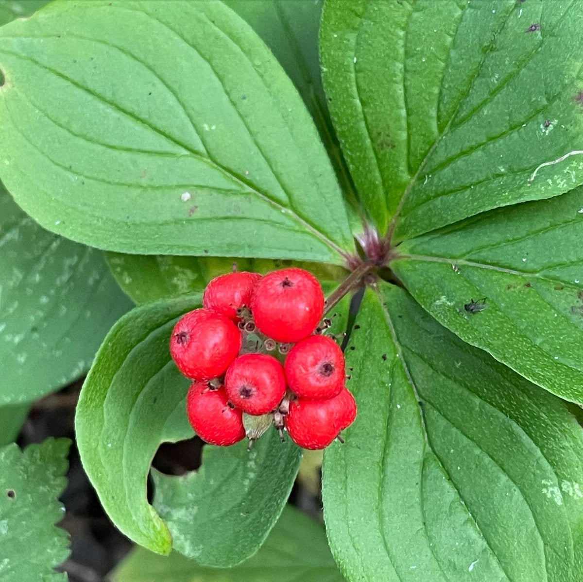 bunch berries, image 2 of 2