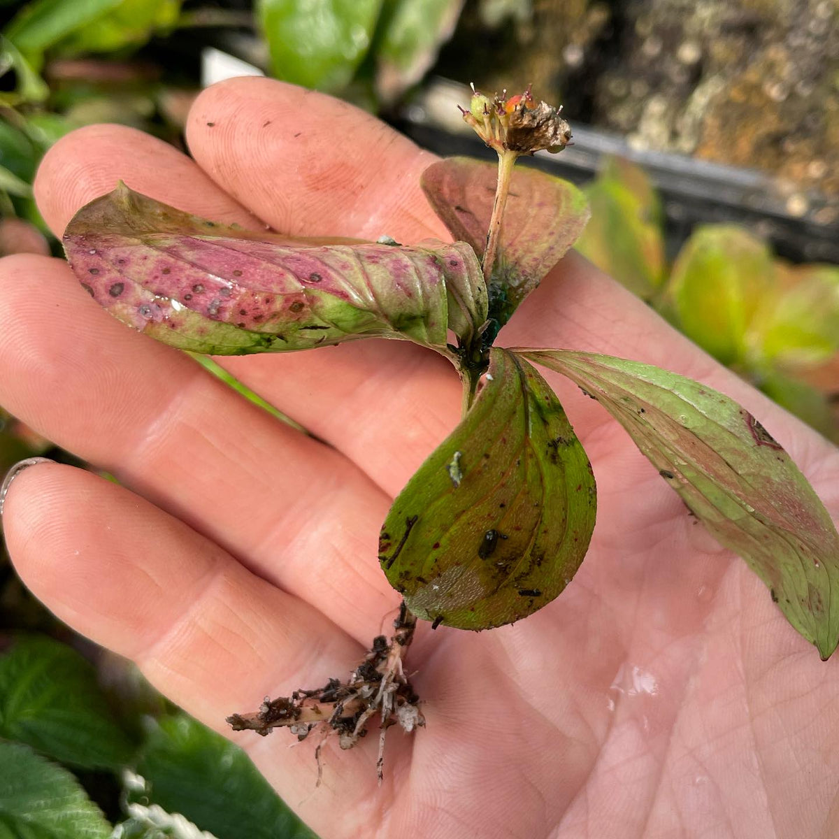 bunchberry rooted cutting, i think there’s a bottom node there, image 1 of 2