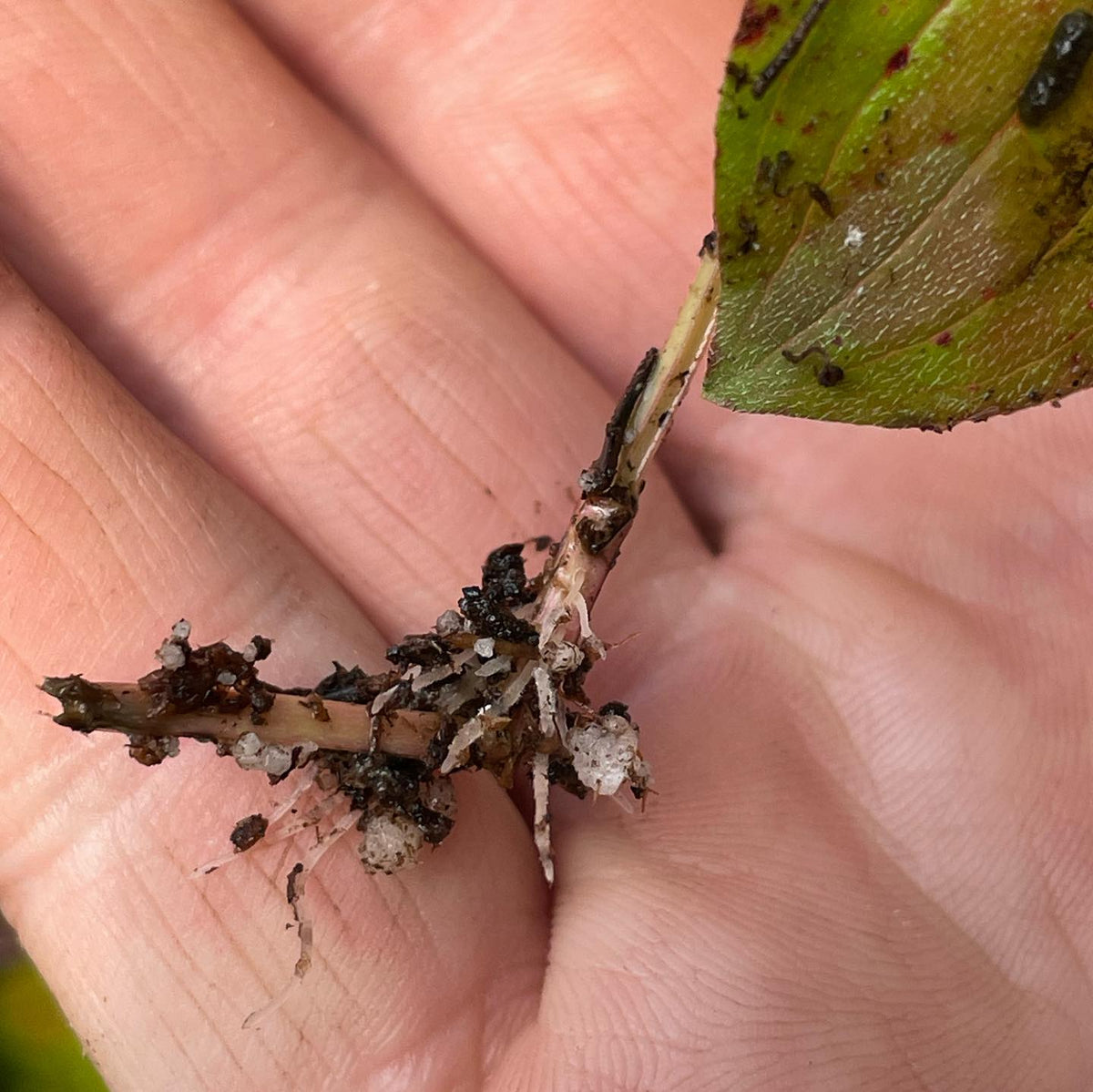 bunchberry rooted cutting, i think there’s a bottom node there, image 2 of 2
