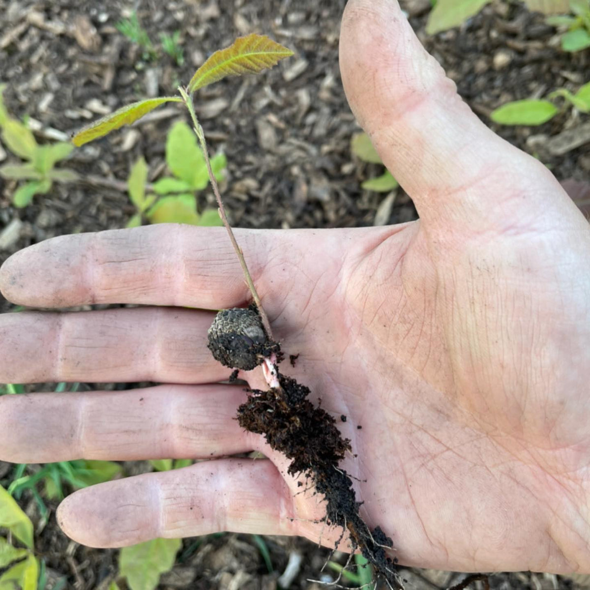 bur oak a few days after germination, image 1 of 2