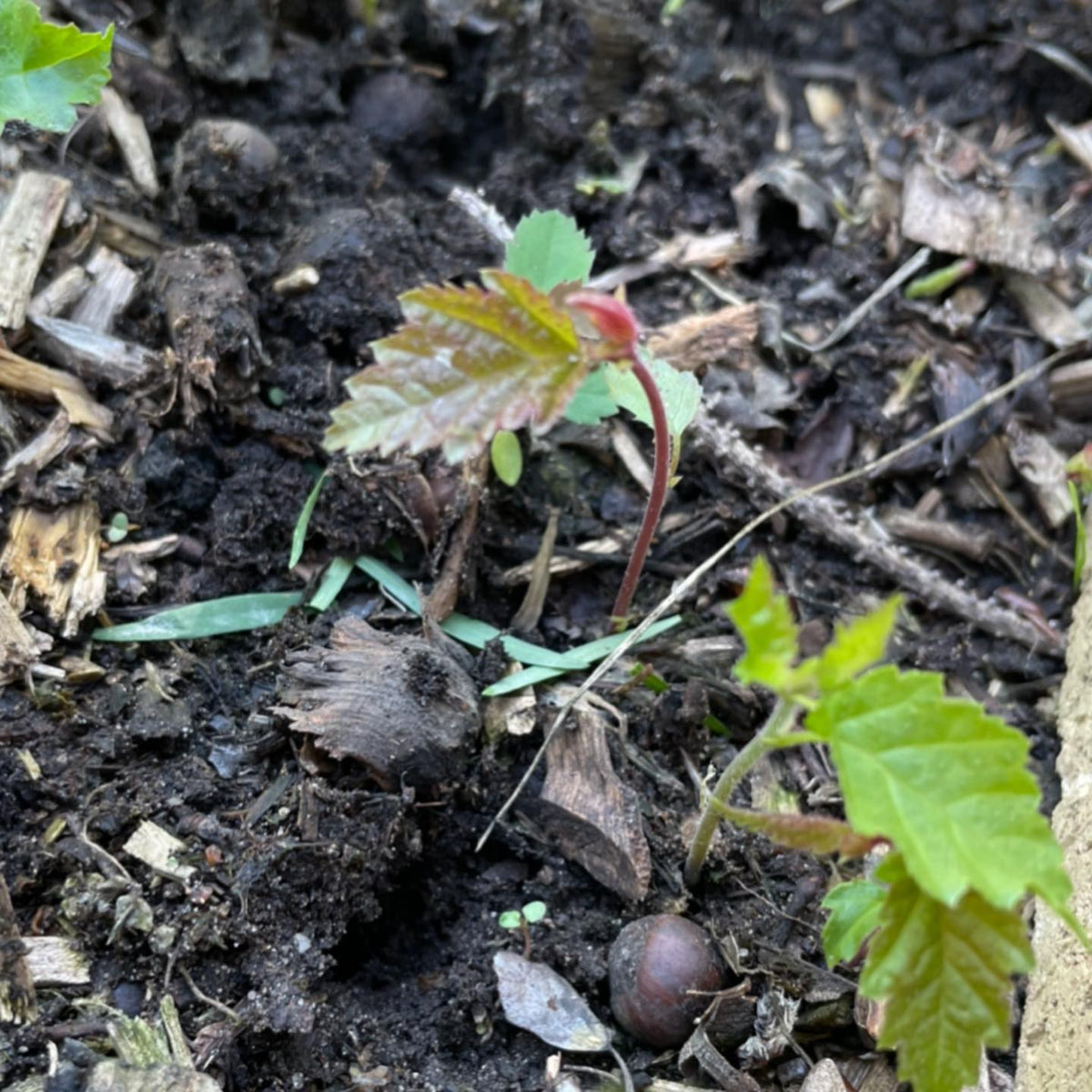 bur oak a few days after germination, image 2 of 2