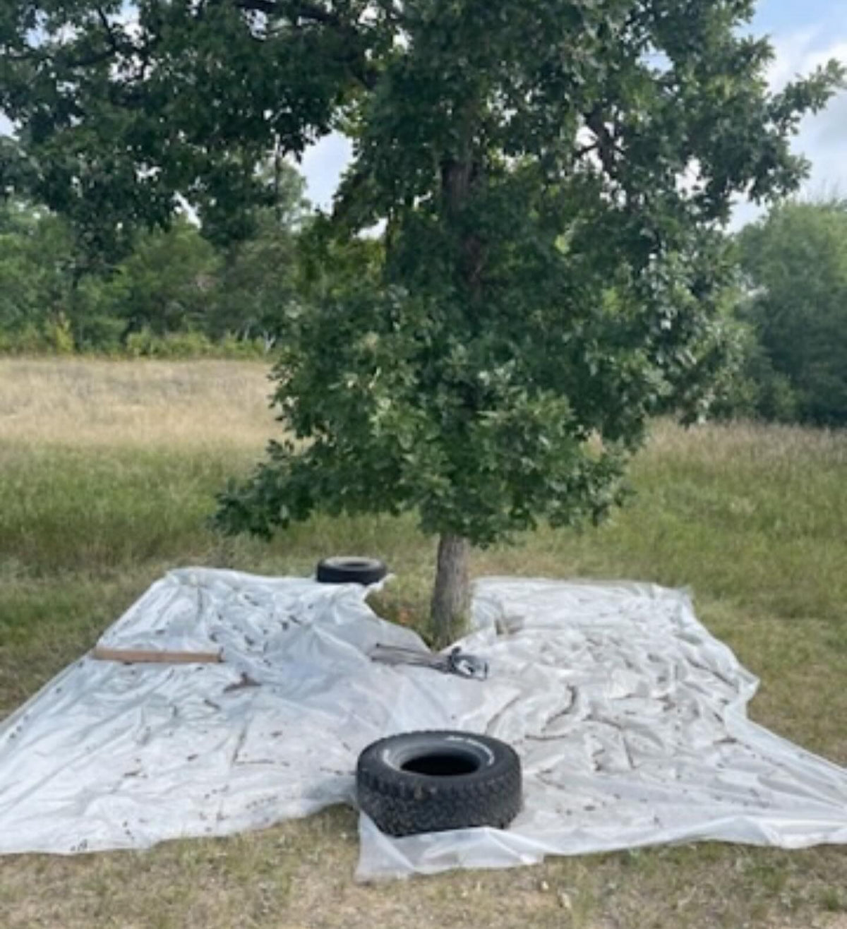 bur oak acorn collect last fall, it was a mast year and every tree in our area was loaded, image 1 of 3