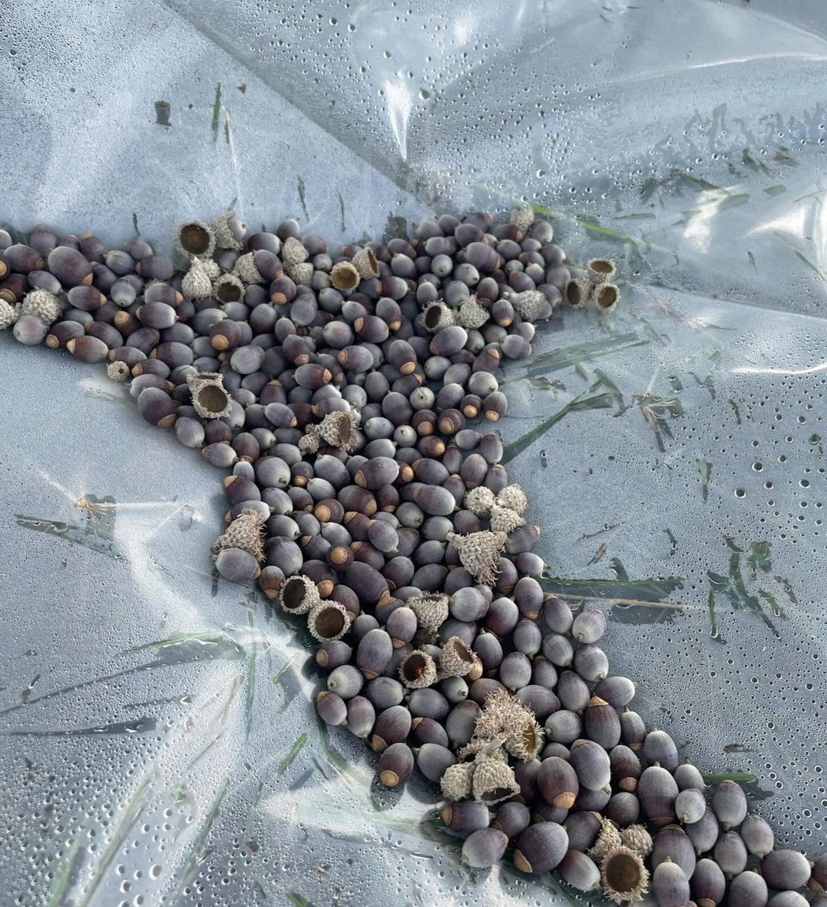 bur oak acorn collect last fall, it was a mast year and every tree in our area was loaded, image 2 of 3